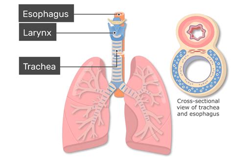 Trachea Cross Section Diagram