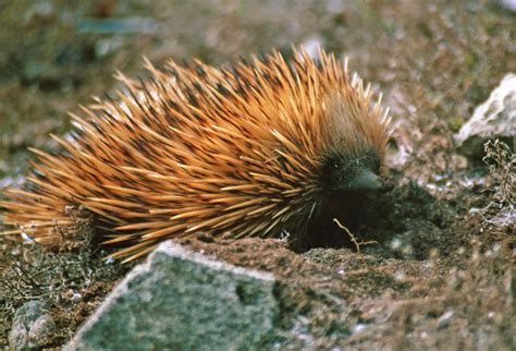 Monotremata - platypus, echidnas | Wildlife Journal Junior