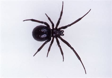 Cupboard Spiders - The Australian Museum