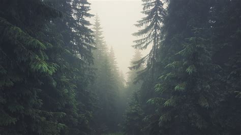 Fond d'écran : des arbres, forêt, Tatra Mountains, Slovaquie ...