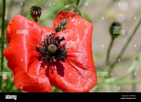 Honey bee on poppy Stock Photo - Alamy