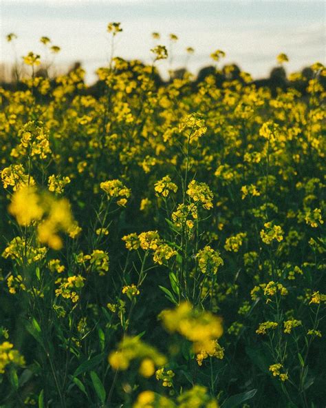 Yellow Canola Field Wallpapers - Wallpaper Cave