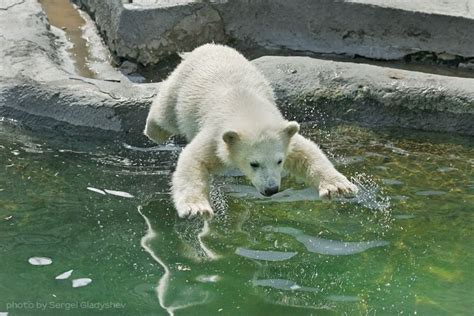 the first meeting with water by sergei gladyshev, via 500px | Polar ...