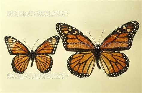 Müllerian Mimicry: Monarch and Viceroy | Stock Image - Science Source Images