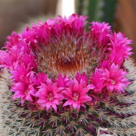 Barrel Cactus Flowers | Cacti and succulents, Special flowers, Agave plant