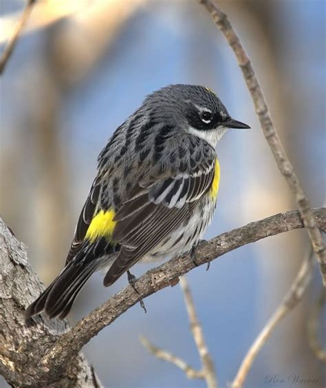 TrekNature | Yellow-rumped Warbler (Myrtle) Male Photo | Beautiful ...