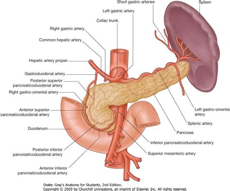 Superior Mesenteric Artery, Pancreas, Celiac, Arteries, Ultrasound ...