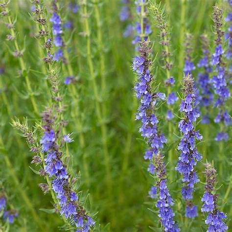 Hyssop CHEFIN Australia