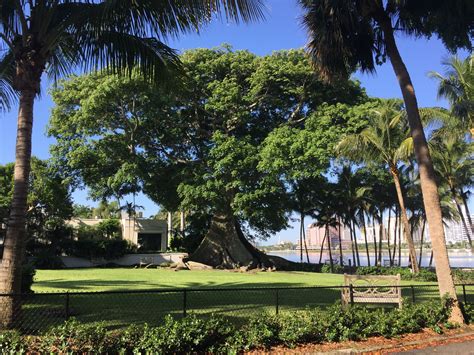 Giant kapok tree by the Flagler Museum in Palm Beach. | Flagler, Palm ...