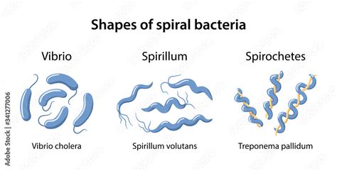 Shapes of spiral bacteria: vibrio, spirillum and spirochetes on ...