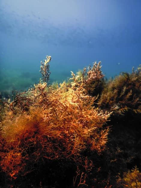 Premium Photo | Forest of seaweed seaweed underwater