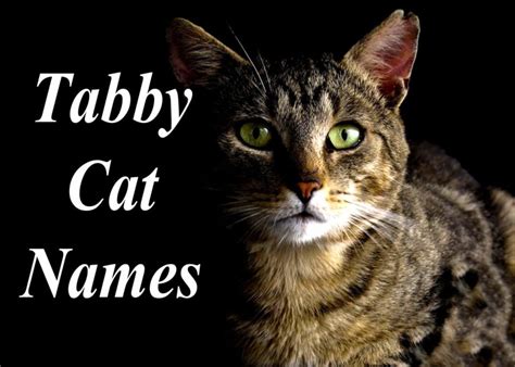 The 100 Best Male And Female Tabby Cat Names - Cat Mania