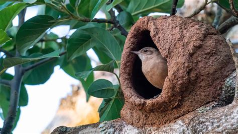 The Rufous Hornero: The National Bird of Argentina - A-Z Animals