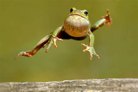 JFrog Takes Big Leap Forward With $50 Million Round | Funny frog ...