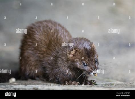 Mustela lutreola hi-res stock photography and images - Alamy