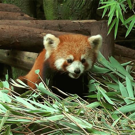 Red Panda Eating Bamboo Leaves GIF | GIFDB.com