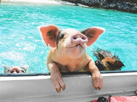 10 Things To Do in Exuma Bahamas Including Swimming Pigs