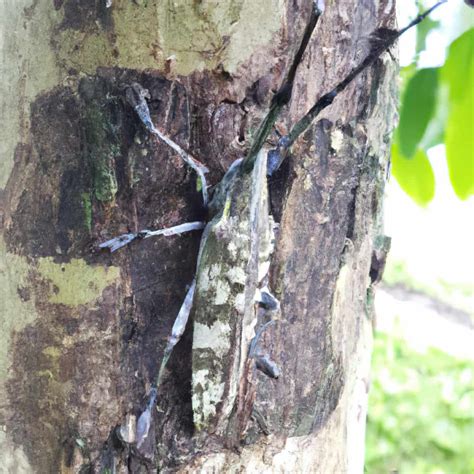 Mango Stem Borer Pest Management: Symptoms, Treatment, Chemical, Biological, Natural, and ...