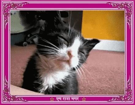 Hi Cat GIF - Hi Cat Sleepy - Discover & Share GIFs