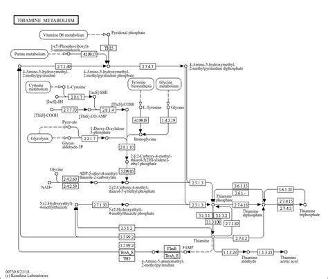 KEGG PATHWAY: Thiamine metabolism - Reference pathway