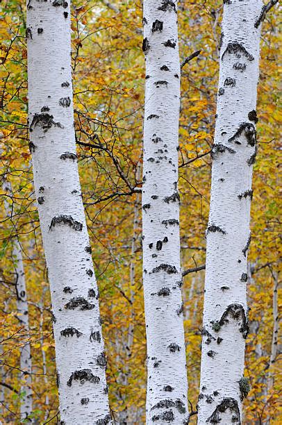 Royalty Free Silver Birch Tree Pictures, Images and Stock Photos - iStock