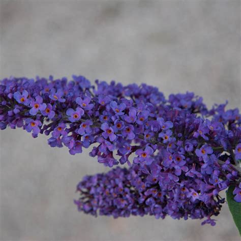 Blue Butterfly Bush: Shrubs that Attract Pollinators