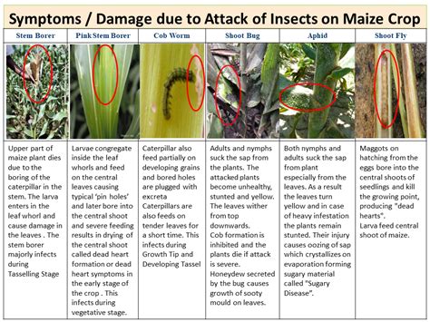 Symptoms / Damage due to Attack of Insects on Maize Crop