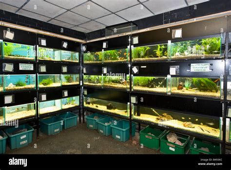 Pet Store Fish Tanks Hi-res Stock Photography And Images Alamy ...