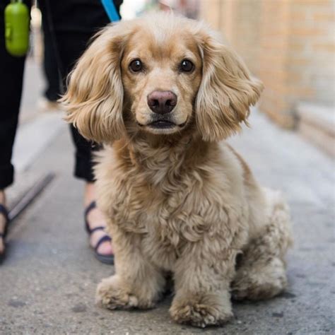 Bathwater | Dachshund mix, Cocker spaniel poodle, Cocker spaniel poodle mix