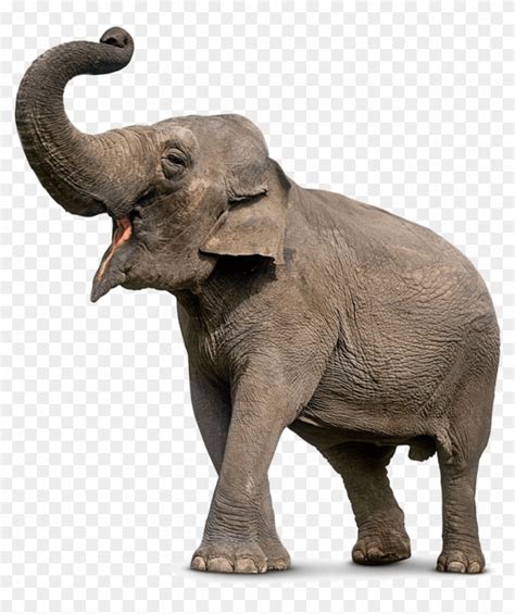 Elephant Png - Elephant Trunk Up Png, Transparent Png - 925x1061(#504671) - PngFind