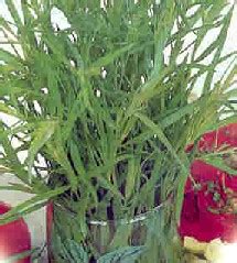 How to Grow Tarragon Herb Plant, Growing Buy Tarragon Seeds