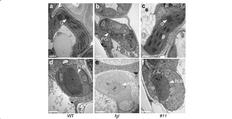 Ultrastructural analysis of plastids in the leaves of WT, fgl, and OPAO... | Download Scientific ...