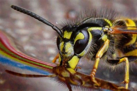 Wasp on the honey 🍯 | Wasp feeding on some honey in the bac… | Flickr