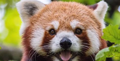 800+ Red Panda Names Cute & Unique Red Panda Name