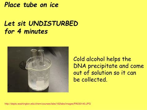 PPT - BANANA DNA EXTRACTION PowerPoint Presentation, free download - ID:2455317