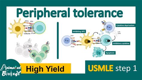 Peripheral tolerance | clonal anergy | Negative co-stimulation | peripheral deletion | USMLE ...