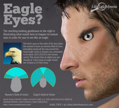 Eagles: What if humans had eagle vision