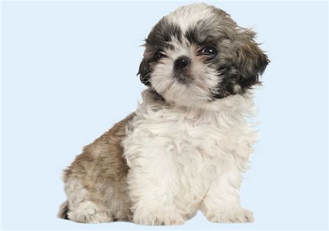 Shih Tzu Puppies | Buy Puppy in Dubai | Happy Paws Dubai