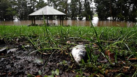 Fish rain | इकडे मार्गशीर्ष संपला, तिकडे माशांचा पाऊस पडला? कसा? समजून ...