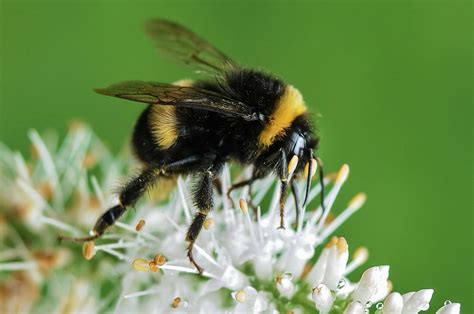 Free stock photo of bee, bumblebee, insect