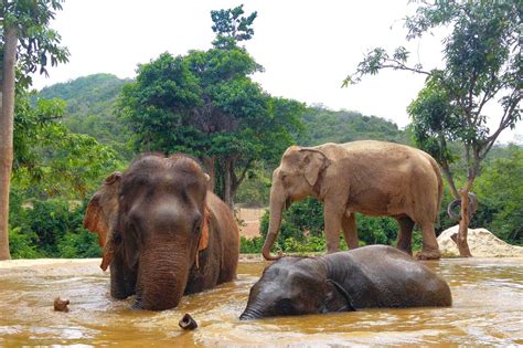 Pattaya Elephant Sanctuary | Thailand | Photo Gallery