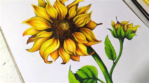 Girasol Dibujo Girasoles Dibujo Dibujos Lapices De Colores Dibujos ...