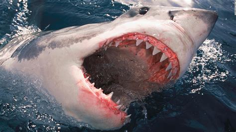 The truth about the 9 shark attacks known as 'Black December' — The Daily Jaws