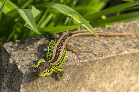 Sand Lizard, Male in Mating Robe. Spring, the Month of May Stock Image - Image of reptilia, head ...