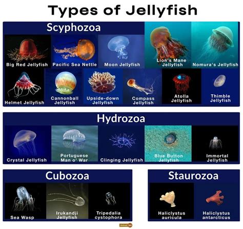 different types of jellyfish are shown in this chart with their names and description on it