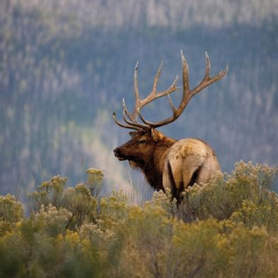 Seasonal Guide to Wildlife Viewing | Winter Park Colorado