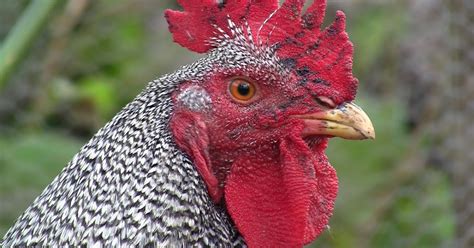 Barred Rock Rooster Temperament, Facts, Size, Weight, Lifespan