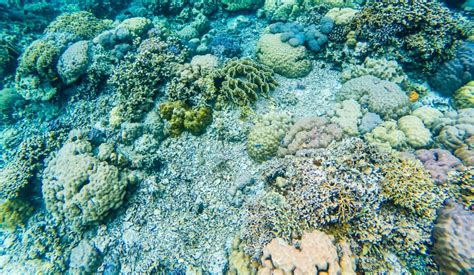 Incredible Snorkeling in Moalboal | Cebu, Philippines