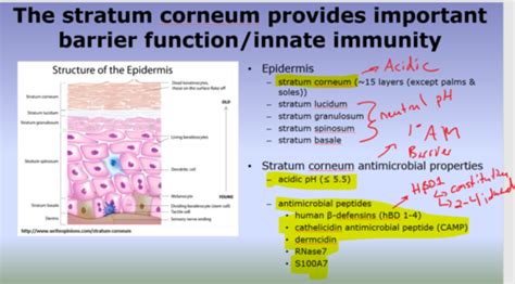 Immunology Skin: General Characteristics Flashcards | Quizlet