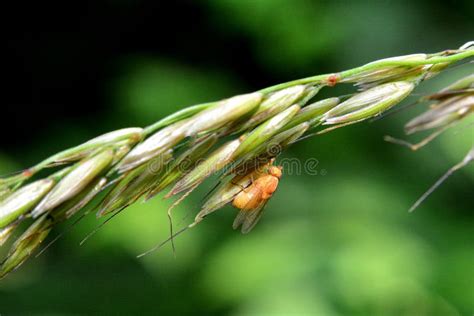 Fruit Fly in Orange in Nature Stock Image - Image of field, wing: 119774665